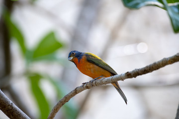 Painted Bunting Looking Curiously on a Branch