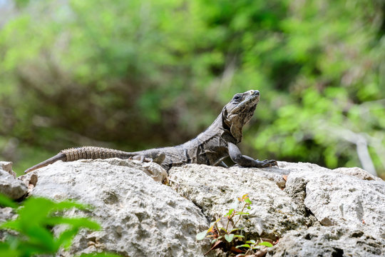 Iguana sunning himself on a Rock