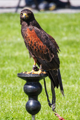 Greifvogel