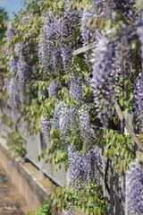 Wisteria. Spring lilac flower. Blooming garden. Warm spring.