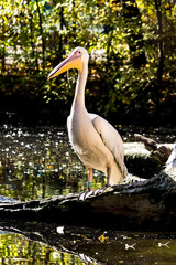 Rosa Pelikan - Pelecanus onocrotalus