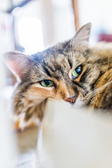 Closeup of maine coon cat in shoe box