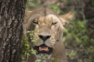 Lion Face in the Forest