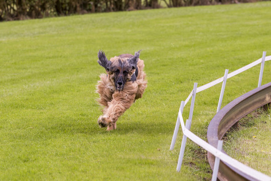 Greyhond de winnaar
