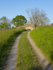 Road to the farm in the green nature