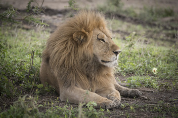 Proud Resting Male Lion