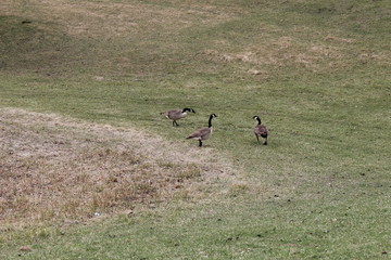 Geese by a Minnesota Lake Early Spring