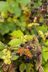 Two Comma butterflies feeding on autumn fruits of a bramble (blackberry) bush.
