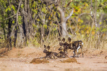 African wild dog in Kruger National park, South Africa