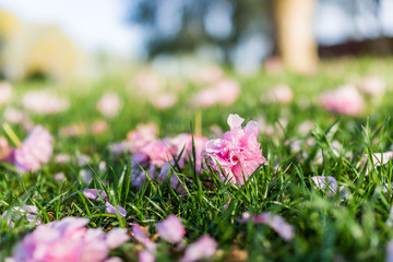 Macro closeup of cherry blossom sakura flower petals lying on grass