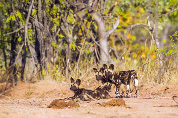 African wild dog in Kruger National park, South Africa
