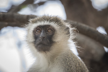 Vervet Monkey Portrait