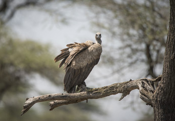 Ruffled Vulture, Serengeti