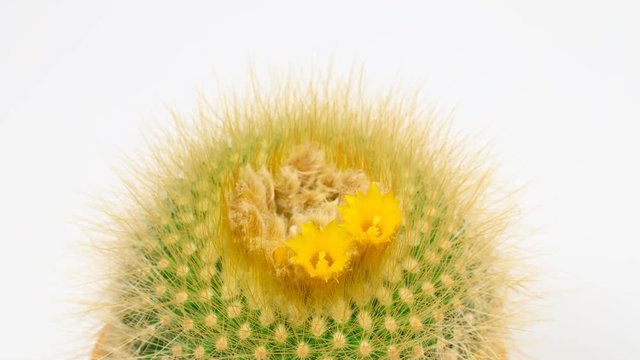 Lemon ball cactus, Parodia leninghausii, with opening yellow blossoms, time-lapse, 4k