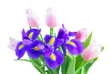 Posy of blue irises and pik tulips flowers close up isolated on white background