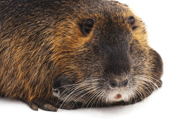 Nutria with children.