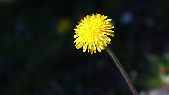 Taraxacum officinale, on a sunny day - Close up
Black background. Shallow depth of field.
Yellow dandelion bloom blown by the spring breeze on the meadow.
Nature concept. Springtime concept. 