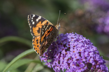 A Painted Lady butterfly feeding on the flowers of the butterfly bush (Buddleia).