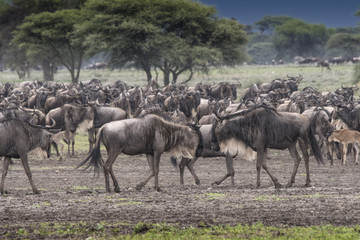 Naklejka na ściany i meble Herd of Wildebeest, Serengeti