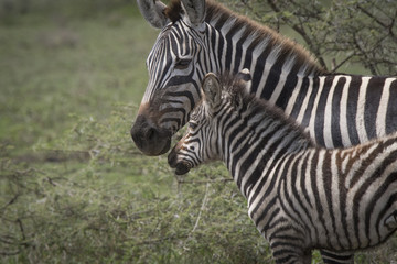 Fototapeta na wymiar Mama and Baby Zebra