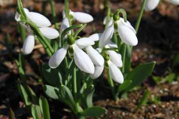 Spring snowdrops flowers