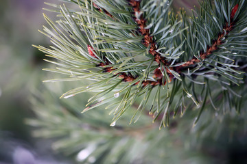 Naklejka na ściany i meble Beautiful pine tree branches