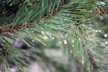 Naklejka na ściany i meble Beautiful pine tree branches with water drops.
