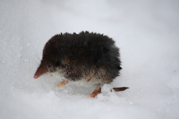 Elephant shrew. Macroscelides proboscideus