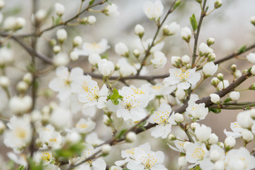 Flowering plum tree