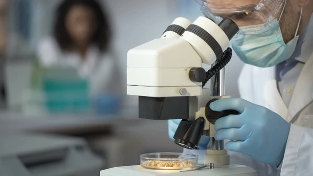 Worker carefully studying under microscope genetically modified germs of grain