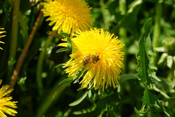 Löwenzahnblüte mit Biene im Frühling