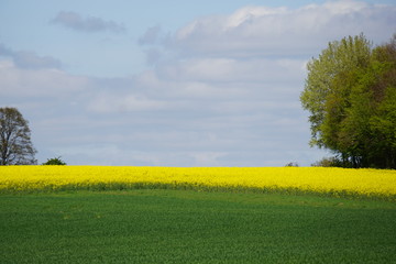 Landschaft im Frühling