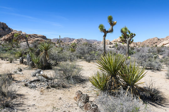 Desert plants in Joshua Tree National Park