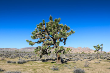 Fototapeta premium Joshua tree in Joshua Tree National Park, California