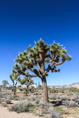Fototapeta na wymiar Joshua tree, Joshua Tree National Park, California