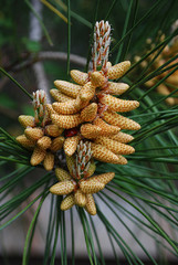 цветок сосны - домик для божьей коровки © svetlana177