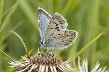 Fototapeta na wymiar Male Chalkhill Blue butterfly at Rough Bank, Gloucestershire, England.