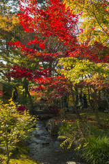 Naklejka premium Autumn leaves in Eikando,Kyoto