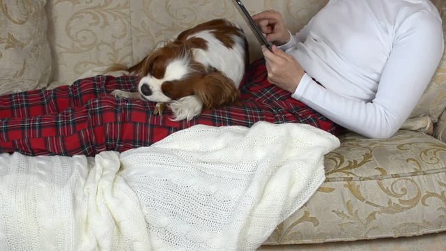 Woman in cozy homeware is using a tablet while her lovely dog Cavalier King Charles Spaniel is lying on her lap and chewing its sweet rawhide bone