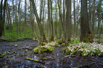 Obraz na płótnie Canvas Wiosna w lesie łęgowym