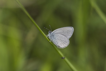 A male Small Blue butterfly at Rough Bank, Gloucestershire, England.