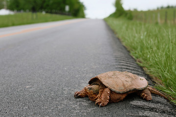 snapping turtle