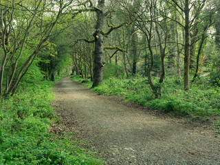 Spring countryside road , northern Ireland