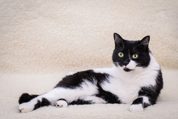 Black and white cat lying on the sofa
