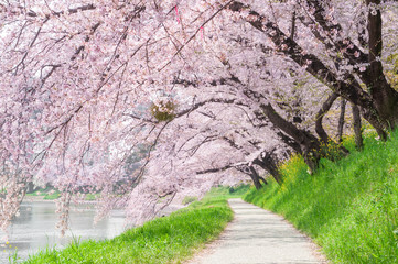 Fototapeta premium Walkway in Sakura park.Japan