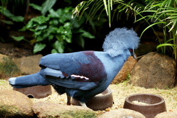 Western crowned pigeon
