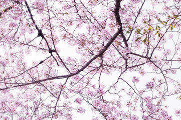 Sakura in the Okazaki park.Japan