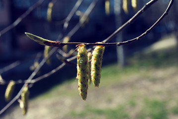 macro nature twig birch tree plant