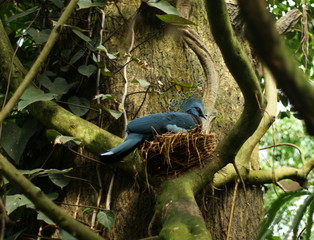 Breeding Victoria crowned pigeon on her Nest