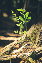 Sprouts growing on an old tree 